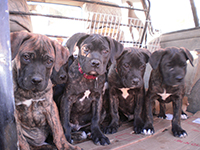 cucciolata cane corso rustico